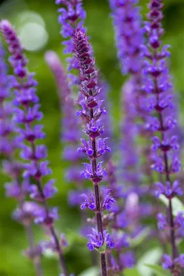 Produktbild von Salvia nemorosa 'Caradonna', Steppensalbei, violett, ca. 9x9 cm Topf