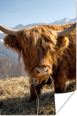 Produktbild von MuchoWow® Poster Schottischer Highlander - Berg - Schnee 20x30 cm - Papierdruck