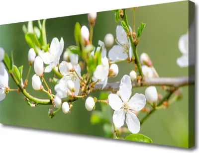 Produktbild von Tulup Leinwand-Bilder 100x50 Wandbild Canvas Kunstdruck Zweige Blumen Pflanzen
