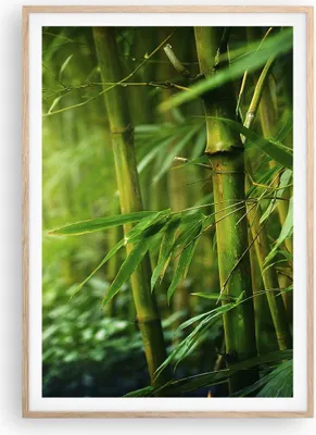 Produktbild von Gerahmtes Poster - Rahmen in heller Eiche - Bambus Pflanze - 70x100 cm - Wand Bild - Wanddeko - Wandbilder - Kunstposter - Wandposter - Bilderrahmen - Bilder - Kunstdruck - Wandbild - P2NPA70x100-3558