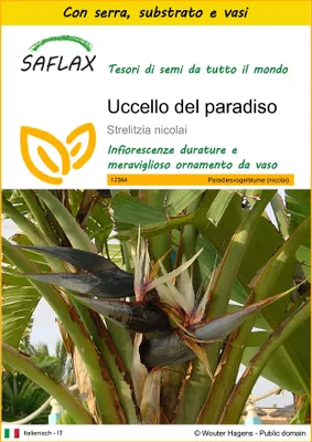 Immagine prodotto di SAFLAX Insieme di coltivazione - Uccello del paradiso - 5 semi - Strelitzia