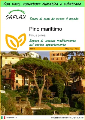 Immagine prodotto di SAFLAX Garden to go - Pino marittimo - 6 semi - Pinus