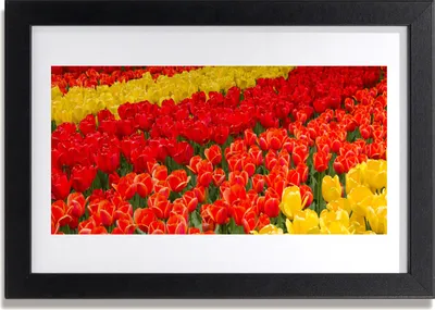 Produktbild von Bild 30x20 MDF-Rahmen Wandkunst Tulpen Blumen