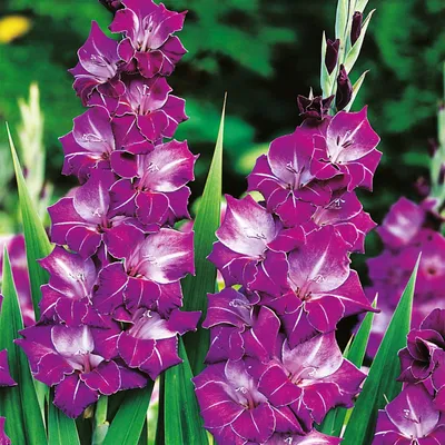 Zdjęcie produktu dla Gladiolus Mieczyk Wielkokwiatowy Chemistry 5 szt Mieczyki cebulki mieczyków