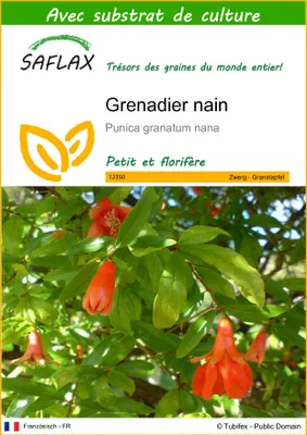 Image de SAFLAX  - Grenadier nain - 50 graines - Avec substrat - Punica