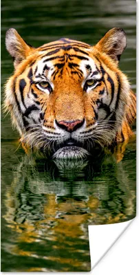 Produktbild von MuchoWow® Poster Tiger im Wasser 20x40 cm - Plakat - Foto