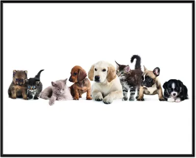 Produktbild von Wallario Wandbild Hundewelpen und Katzenjunge, Größe: 40,30 x 50,30 cm, Poster mit schwarzem Aluminiumrahmen