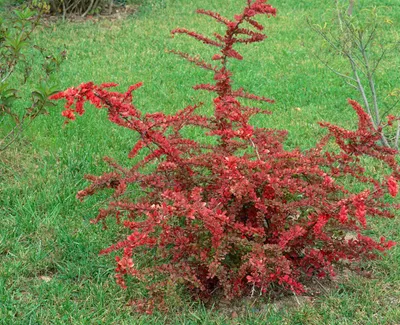Produktbild von Berberis thunbergii 'Green Carpet', Teppich-Berberitze, grün, 30–40 cm
