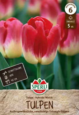 Artikelbild 2 von 'Triumph-Tulpe Match (5 Stück)' aus der Kategorie Triumph-Tulpen
