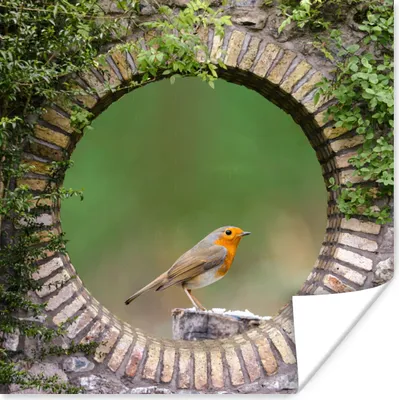 Produktbild von MuchoWow® Poster Vogel - Durchblick - Rotkehlchen 50x50 cm - Wohnzimmerdekoration