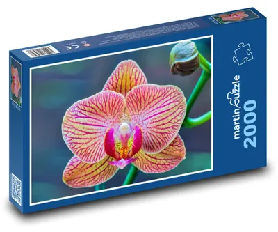 Obrázek produktu pro martinpuzzle - Puzzle 2000 - Orchidej - květina, květ