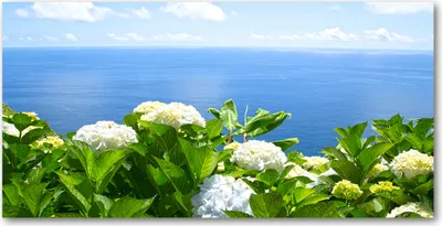 Produktbild von Tulup® Leinwandbild - 140x70 cm - Wandkunst - Drucke auf Leinwand - Leinwanddruck  - Landschaften - Mehrfarbig - Blumen am Meer