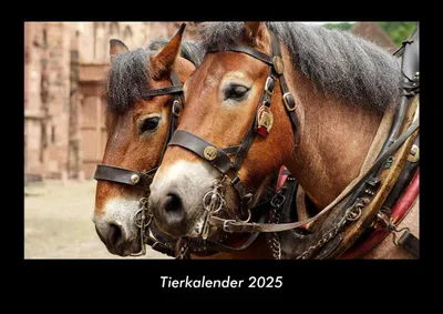 Produktbild von Tierkalender 2025 Fotokalender DIN A3