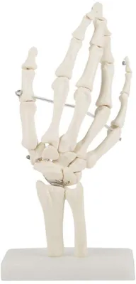 Productafbeelding van PVC-handschoenmodel – Anatomisch model – Gelenkmodel – Kleurgecodeerde textuur – UV-bestendig – Zeer realistisch