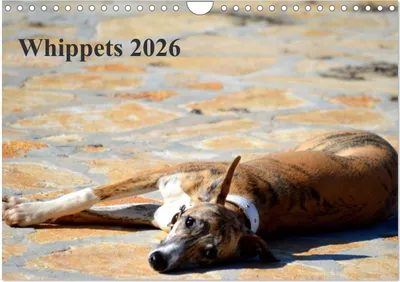 Produktbild von Whippet 2026 (Wandkalender 2026 DIN A4 quer), CALVENDO Monatskalender