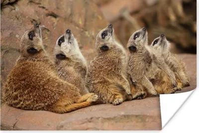 Produktbild von MuchoWow® Poster Erdmännchen - Felsen - Natur 90x60 cm - Schlafzimmer
