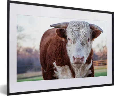 Produktbild von MuchoWow® Gerahmtes Poster Ein brauner und weißer Stier 60x40 cm - Poster mit Schwarzem Bilderrahmen Wandposter Rahmen Foto Bilder - Schlafzimmer - Plakat in Rahmen - Drucken