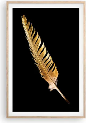 Produktbild von Gerahmtes Poster - Rahmen in heller Eiche - Golden Feder Schwarz - 61x91,5 cm - Wand Bild - Wanddeko - Wandbilder - Kunstposter - Wandposter - Bilderrahmen - Bilder - Kunstdruck - P2NPA61x91-4887