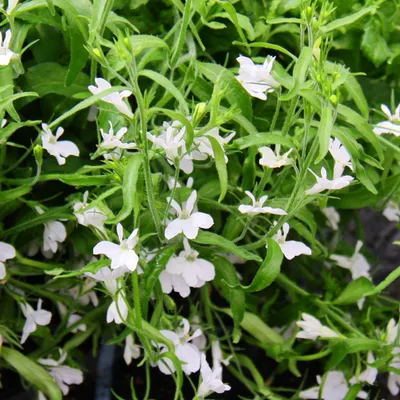 Produktbild von Männertreu hängend - weiss - Lobelia richardii - 11cm - Set mit 3 Pflanzen