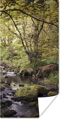 Produktbild von MuchoWow® Poster Hirsch - Baum - Wald 20x40 cm - Plakat - Foto