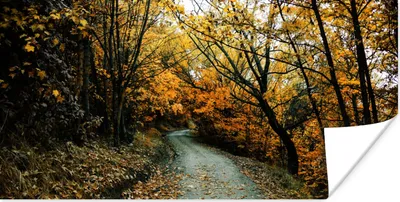 Produktbild von MuchoWow® Poster Blätter - Herbst - Wald 40x20 cm - Poster für die Wand - Poster Schlafzimmer