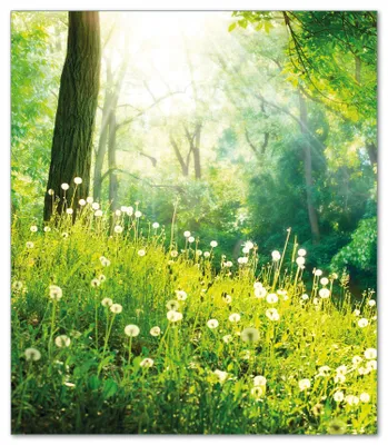 Produktbild von Wallario Herdabdeckplatte aus Glas, Größe 52 x 60 cm 1-teilig, Motiv Pusteblumen im Wald mit einfallenden Sonnenstrahlen