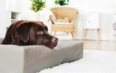 Produktbild von Bia Bed Kunstleer Hoes Hondenmand Taupe