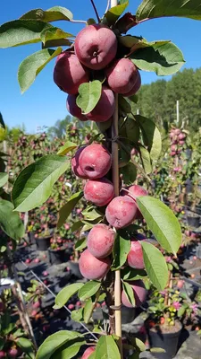 Image de Malus domestica Ballerina® 'Maypole' / Pommier colonnaire Ballerina® 'Maypole'