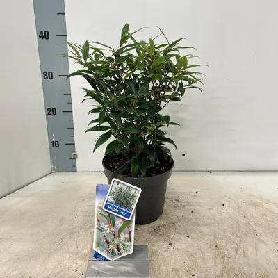 Produktbild von Sarcococca hookeriana Purple Gem ('PURPLERIJ15'PBR) - Fleischbeere | 30-35 cm im Topf