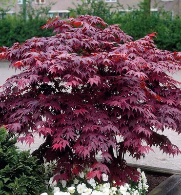 Produktbild von Fächerahorn 'BLOODGOOD' 40-50 cm, Cont. 2,5 l