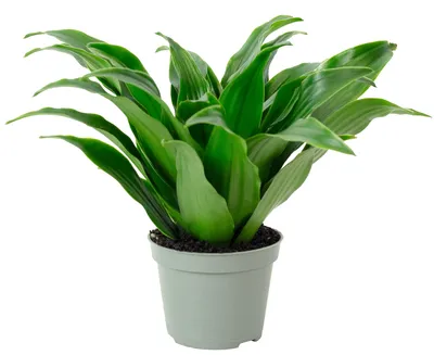 Produktbild von Drachenbaum Janet Craig - pflegeleichte Zimmerpflanze, Dracaena Deremensis Janet Craig - Höhe ca. 15 cm, Topf-Ø 6 cm