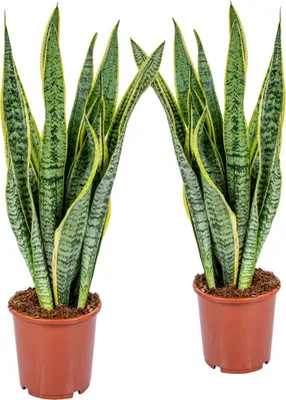 Two potted snake plants are shown against a white background.