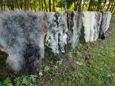 Produktbild von Nordschnucken Schaffell – Naturgrau, , echtes Fell, eher lang (5cm -15cm) 130-140cm lang