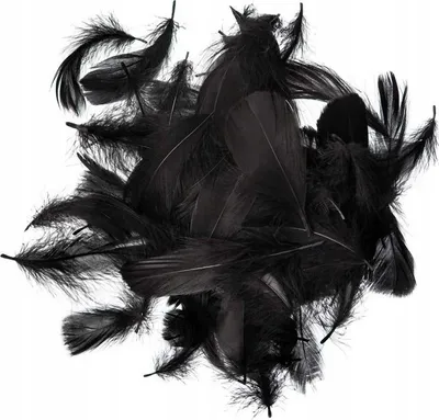Image de Plumes noires 10-12cm, paquet de 50.