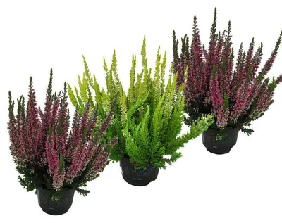Produktbild von Enseleits Callunen im 3er Set , Besenheide, Winterheide, Calluna Vulgaris, Beauty Ladys