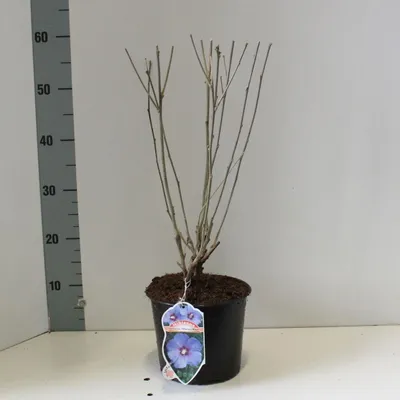 Productafbeelding van Hibiscus syriacus 'Oiseau Bleu' - Tuinhibiscus | 40-50 cm in pot