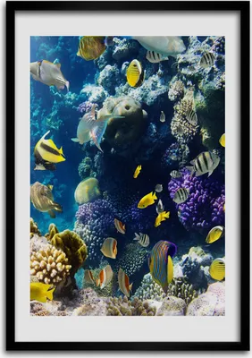 Produktbild von Bild - Bilderrahmen - 50 cm x 70 cm - MDF - Rahmen - Wandkunst Korallenriff