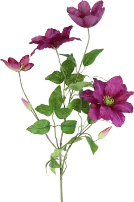 Produktbild von Dekorative Kunstblume Clematis aus Seide, fuchsia, pflegeleicht und täuschend echt