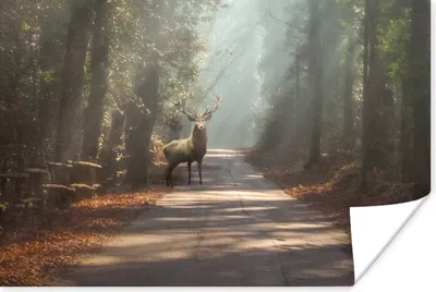 Produktbild von MuchoWow® Poster Hirsche - Wald - Sonnenstrahlen 180x120 cm - Fotoplakat