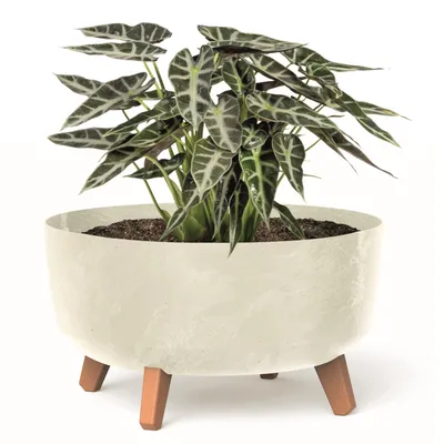 Obrázok produktu pre Bonsai Miska Strom Mini Záhrada Kvetináč na nohách Kvetináč D 38 cm Krémové plastové kvetináče s vložkou Betónový vzhľad Cachepots