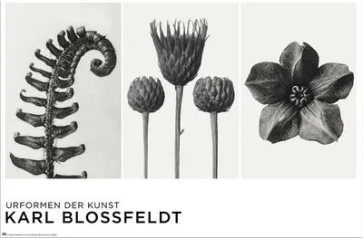 Produktbild von Karl Blossfeldt - Urformen der Kunst - Kunstposter 91,5x61 cm