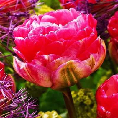 Zdjęcie produktu dla Tulipan Pełny Pinksize 5 szt. Tulipany Cebulki Tulipanów Cebule