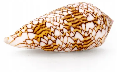 Produktbild von Aquarium Deko, Conus Textile natuerliche Muschel Durchmesser 7 cm