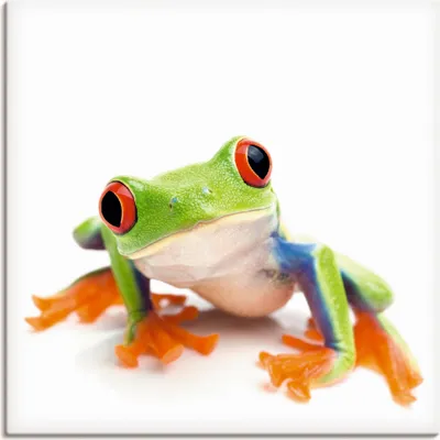 Produktbild von ARTland Leinwandbild Großaufnahme eines Frosches vor weiß Größe: 50x50 cm