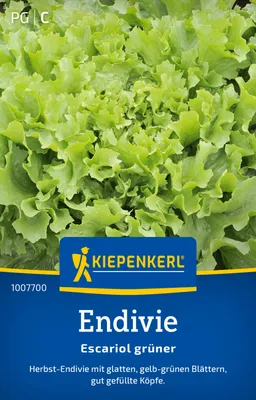 Produktbild von Kiepenkerl Endiviensamen Escariol grüner Cichorium endivia 300 Pflanzen
