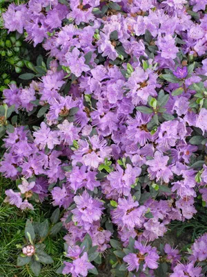 Produktbild von Rhododendron impeditum 'Ramapo', Zwerg-Rhododendron, lila, 20–25 cm