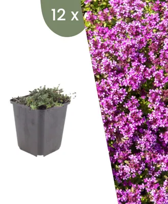 Produktbild von Plants by Frank | 12 Kriechthymian 'Coccineus' Pflanzen | Thymus Praecox 'Coccineus' | Bodendecker | Winterhart | Mehrjährig | Gartenpflanzen