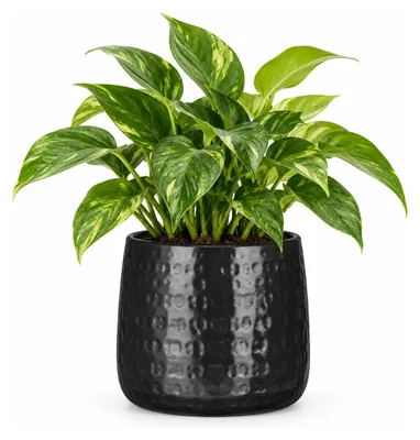 Produktbild von Mica Decorations Pflanzentopf - Keramik - schwarz - 17 x 15 cm