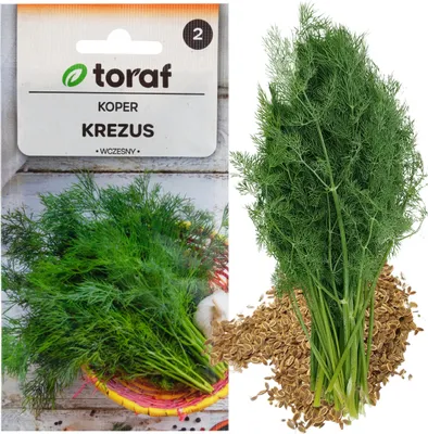 Obrázok produktu pre Semená kôpru Včasné na nakladanie 5G