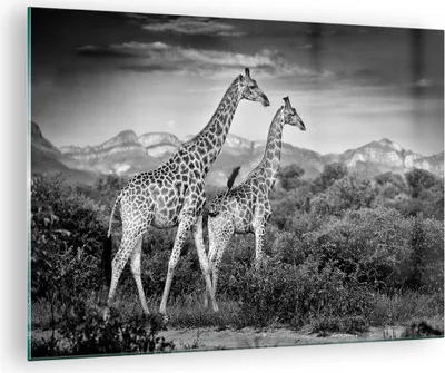 Produktbild von Bilder auf glas - Einteilig - Giraffen Schwarzweiß Fotografie - 70x50cm - Glasbilder - Wandbilder - Bilder - Wanddekoration aus Glas - Glas Bilder - Wandbild auf Glas - GAA70x50-4441